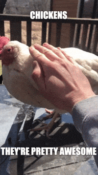 Chicken Animal Gifs Get The Best Gif On Giphy Chicken Animal Gifs Get The Best Gif On Giphy