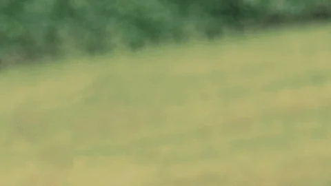 Trump Orange GIF