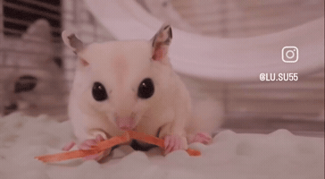 Oh No Eating GIF