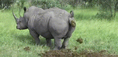 Rhinopoop GIF