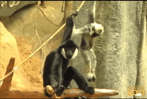 Watch This See Ya Later GIF by Brookfield Zoo