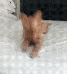 Video gif. A golden retriever is laying on a bed and energetically using their two front paws to push into the mattress. With each push, their ears and tail flop back and forth, and they seem to be having a jolly good time. 