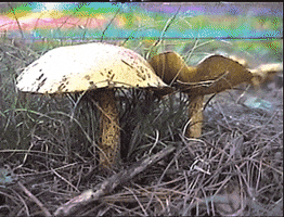 Mushroom Mushroom Vhs GIF by Hunter Preston