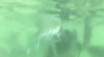 Pulau Payar GIF