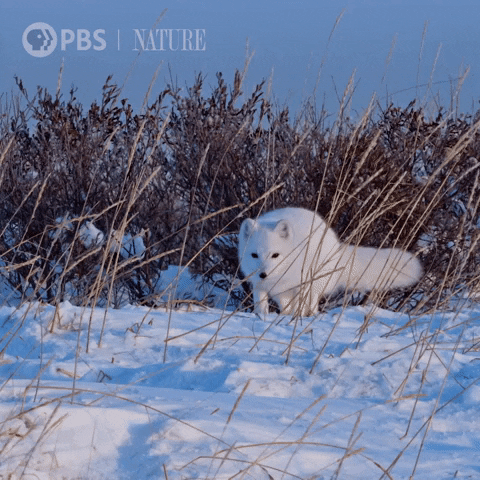 Pbs Nature Fox GIF by Nature on PBS