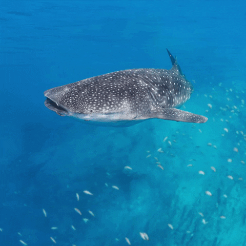 Whale Shark Ocean GIF by Blue Marine Foundation