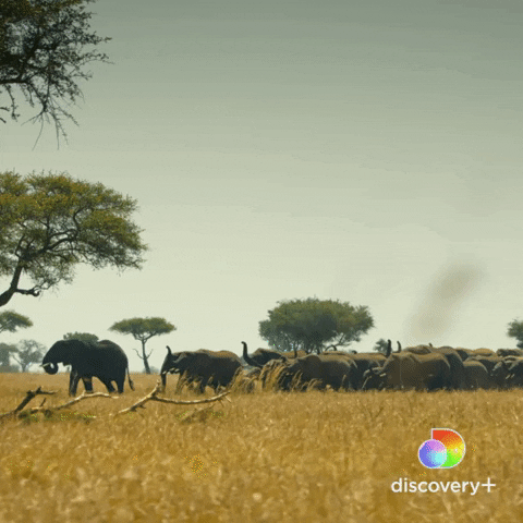 Elephant March GIF by Discovery