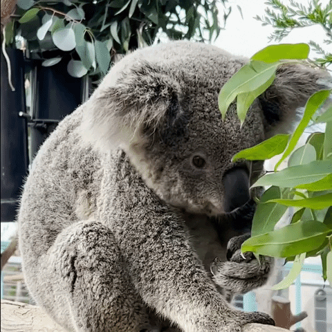 Chill Eating GIF by San Diego Zoo Wildlife Alliance
