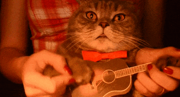 Rock Star Cat GIF