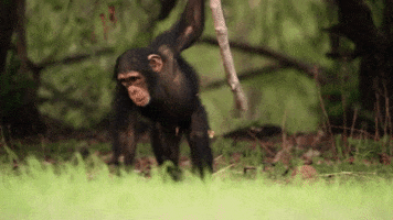 chimp lol GIF by BBC Earth