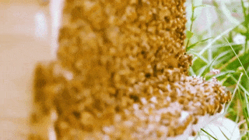 Farm Life Bee GIF by Rag and Bone Meadery