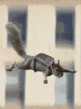 squirrel GIF