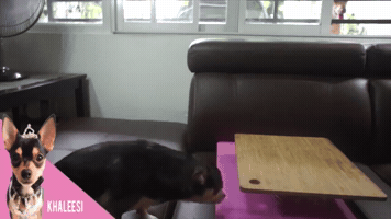 Animated GIF