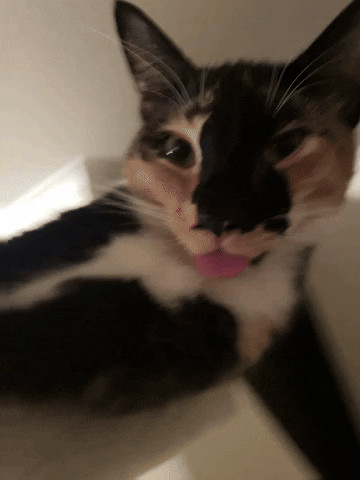 cultofbiscuit cat silly biscuit blep GIF