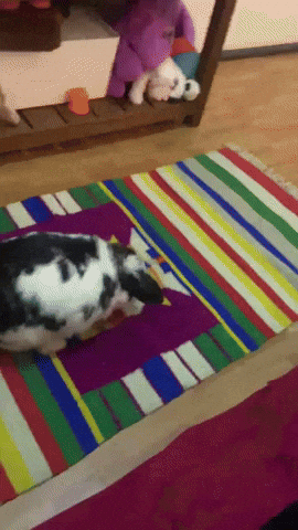 Excited Happybunny GIF