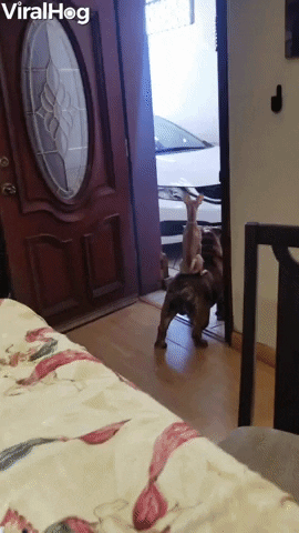 Video gif. A chihuahua sits on top of the back of an English bulldog in an open door as they both bark at someone.