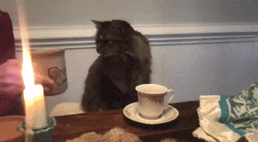 Cat Tea GIF