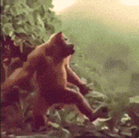Funniest GIFs Ever