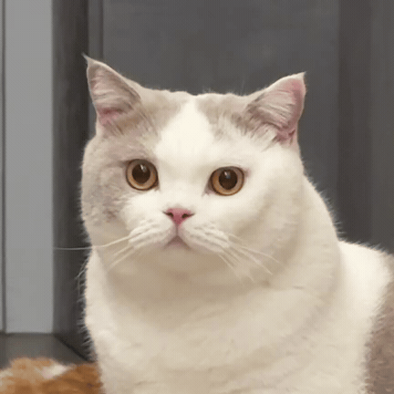 Cat Kiss GIF