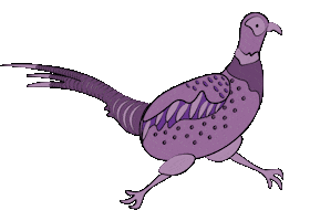 Summer Camp Pheasant Sticker by Rock City Church