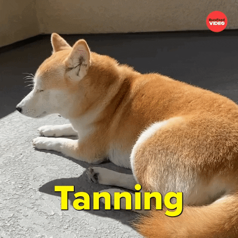 Dog Relaxing GIF by BuzzFeed