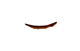 Kelloggs Sticker
