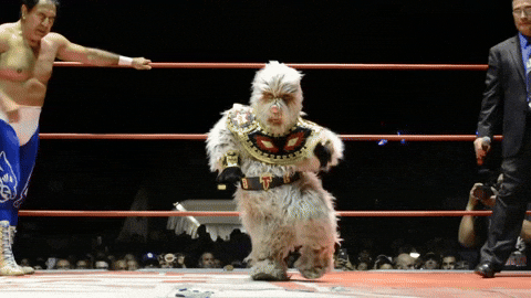 Alushe-head-stand GIFs - Get the best GIF on GIPHY