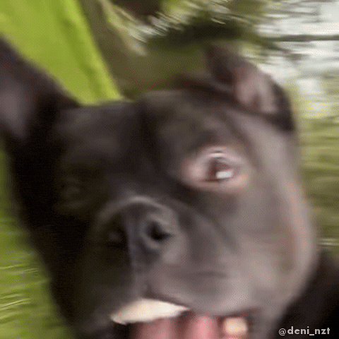 Happy Black Dog GIF
