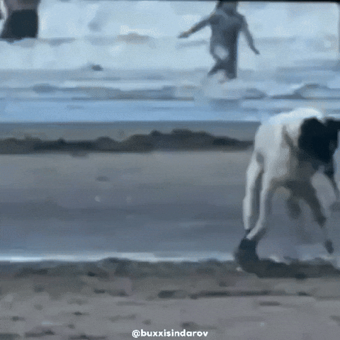 Dog Ok GIF