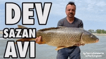 Iglarryilelawrie Xfurkington GIF