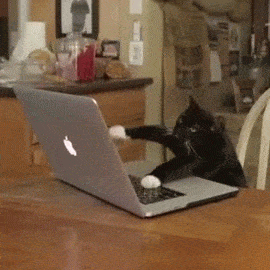 Cat Apple GIF - Find & Share on GIPHY