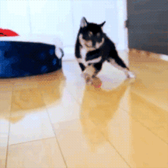 puppy GIF