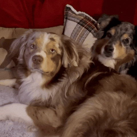 Dog GIF by Old Time Hawkey