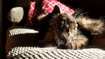 fooddrinkslife cat cleaning olivia GIF