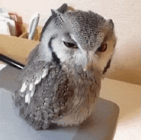 Owl Attention GIF