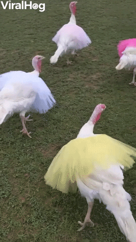 Turkeys In Tutus GIF by ViralHog