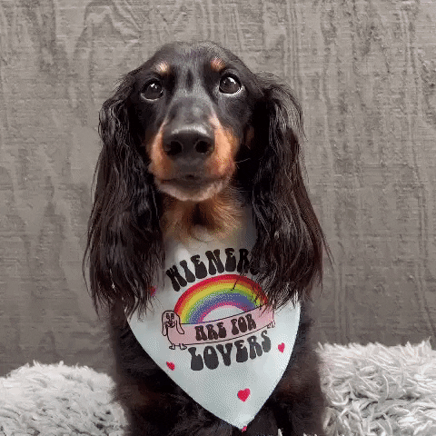 Wiener Dogs Dog GIF by beangoods
