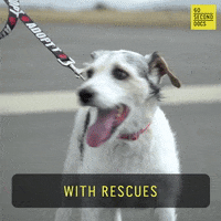 Animal Rescue Dog GIF by 60 Second Docs
