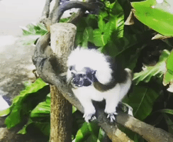 basakbabies cute angry black and white animal GIF