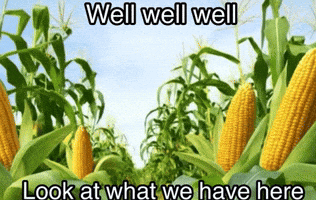 Cornball Cornfield GIF