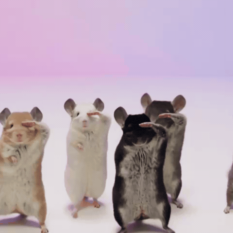 Chinchilla GIF