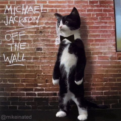 Off The Wall Cat GIF