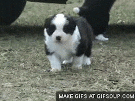 puppy border GIF