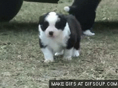Pupper gig