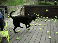 Dog Ball GIFs - Find & Share on GIPHY