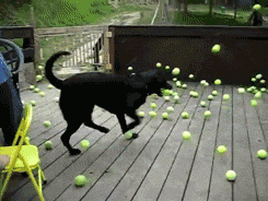 giphy.gif?cid=790b76117be94eac4cf5fdff4b