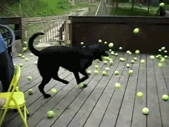 dog tennis GIF