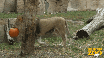 Dinner Snack GIF by Brookfield Zoo