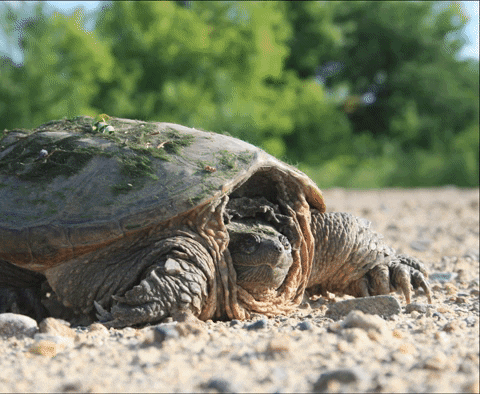 Have You Heard Snapping Turtle GIF by U.S. Fish and Wildlife ...