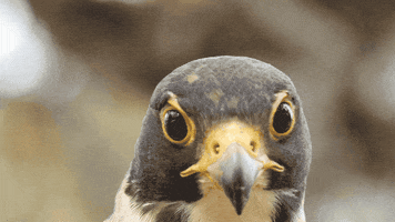 200.gif?cid=fc005b087f1e6603ba1c8a7795bbf89cf5e1b99564ec2b64&rid=200.gif&ct=g
